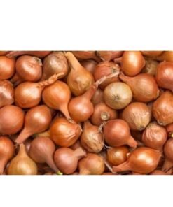Kıska Soğan Tohumu - 1 KG - Yeşil Taze Soğan için - ıska Arpacık Soğanı